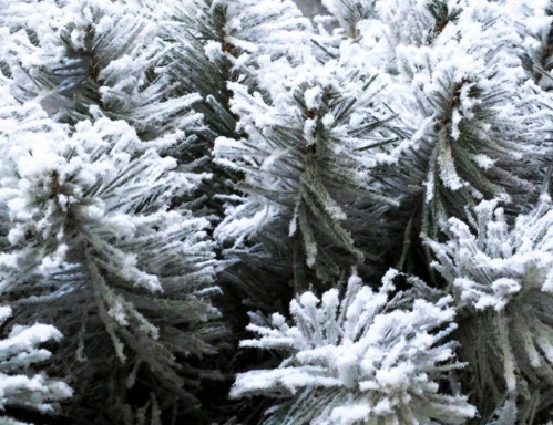 Искусственная ель "Снежана пристенная"/УГЛОВАЯ, заснеженная (флокированная),  1,80 м, Ели PENERI фото 2