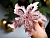 Декоративная Пуансеттия СФАРФАЛЛИО на клипсе, нежно-розовая, 16 см, Koopman International